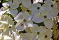 Japanese dogwood